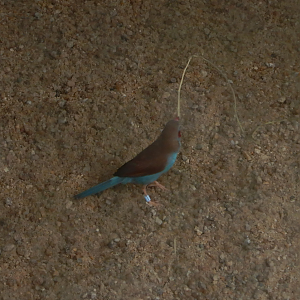 Red-cheeked Cordonbleu