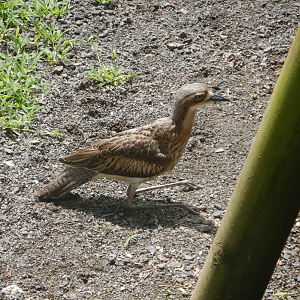 Bush-Stone Curlew