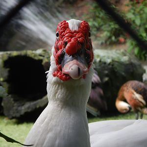 Muscovy Duck
