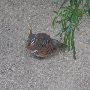 Spinifex Pigeon