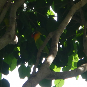 Black-Masked Lovebird