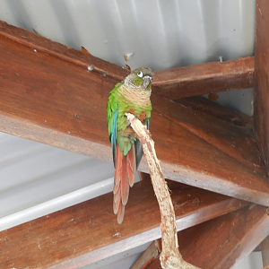 Green-Cheeked Conure