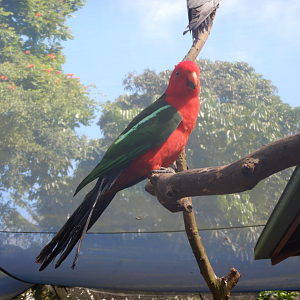 Australian King Parrot