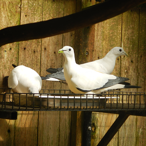 Pied Imperial Pigeon