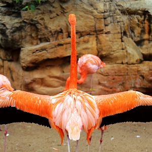 American Flamingo