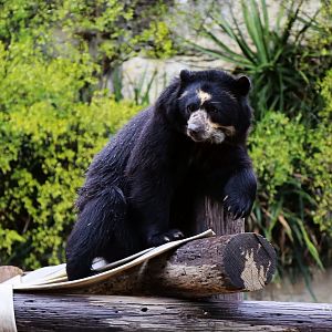 Spectacled Bear