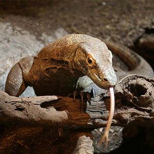 Komodo Dragon