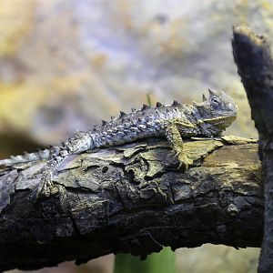 Giant Horned Lizard (Phrynosoma asio)