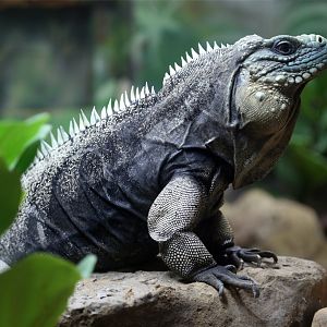 Cuban Rock Iguana