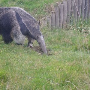 Giant Anteater- Hamerton Zoo Park 4/5/2022