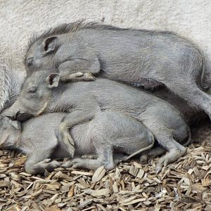 Young Warthog pile, Colchester Zoo
