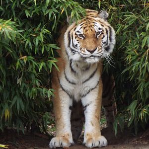 Amur Tiger, Colchester Zoo