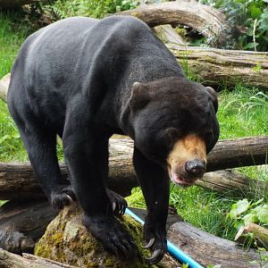 Sun Bear, Colchester Zoo