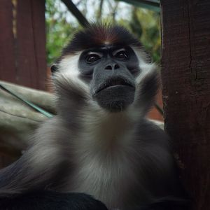 Cherry-crowned Mangabey, Colchester Zoo