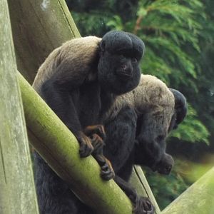Bearded Sakis, Colchester Zoo