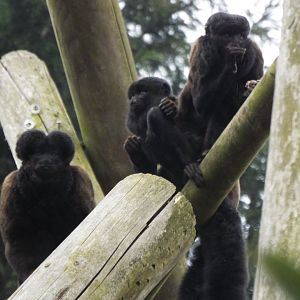 Bearded Sakis, Colchester Zoo