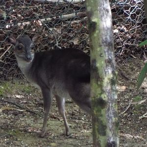 Blue Duiker, Colchester Zoo