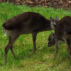 Blue Duikers, Colchester ZOo