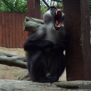 Cherry-crowned Mangabey, Colchester Zoo
