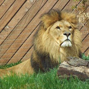African Lion, Colchester Zoo