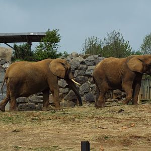 African Elephants, Colchester Zoo