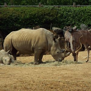 Rhino and Kudu, Colchester Zoo