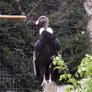 Andean Condor, Colchester Zoo