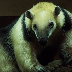 Tamandua, Colchester Zoo