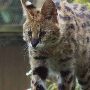 Serval, Call of the Wild
