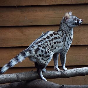 Common Genet, Call of the Wild