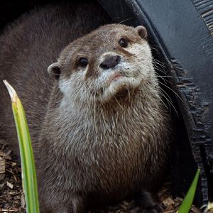 ASCO, Call of the Wild