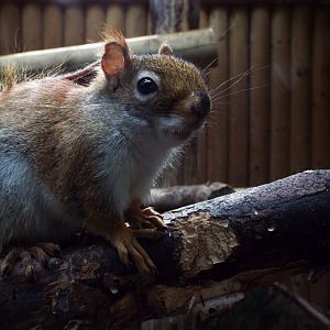 American Red Squirrel, Call of the Wild