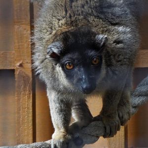 Brown Lemur, Call of the Wild