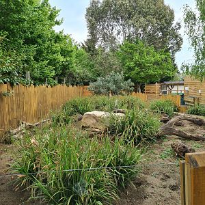 Meerkat exhibit, Call of the Wild