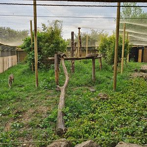 Serval exhibit, Call of the Wild