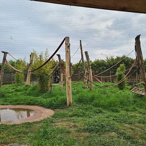 Lemur walkthrough, Call of the Wild