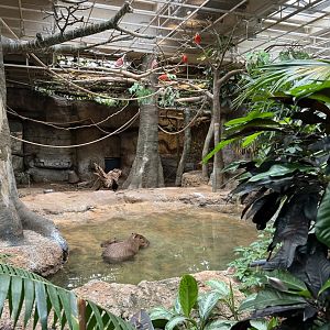 Rainforest- Capybara and Ibis
