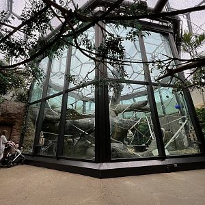 Cleveland Zoo Orangutan Exhibit