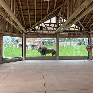 Akron Zoo Lion Viewing