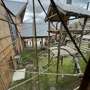 Wild Asia Gibbon Exhibit