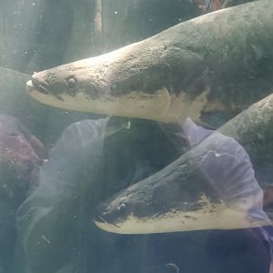 Arapaima (Arapaima gigas)