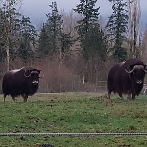 Flo & Gaary (Muskoxen)