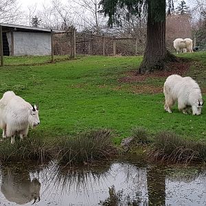 Winston & Sprout (Mountain Goats)