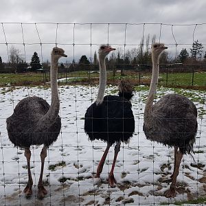 Omari, Reggie, & Oat (Ostriches)