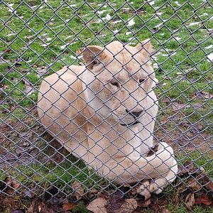 Kasal (White Lion)