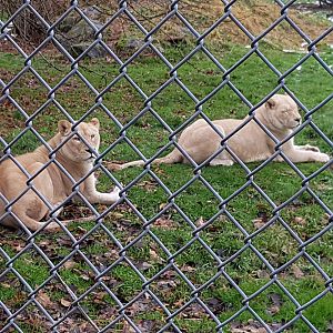 Tess & Prim (White Lionesses)
