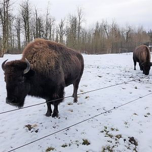 Ciri & Rikka (American Bison)