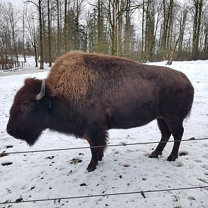 Ciri (American Bison)