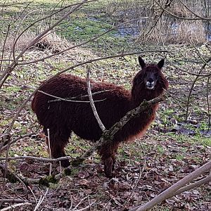 Penelope (Alpaca)