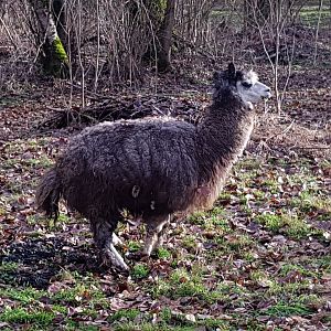 Titus (Alpaca)